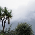Cabbage tree and rainy clouds