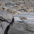 New Zealand pipit
