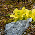 Silky alpine buttercup