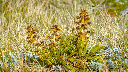 Small spear grass (Aciphylla)