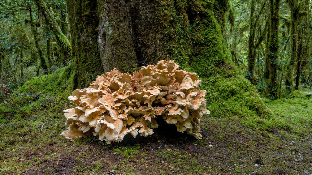 Giant fungi
