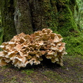 Giant fungi