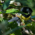 Tomtit chick being fed