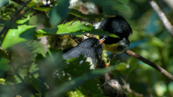 Tomtit chick being fed