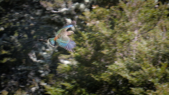 Blurry kea in flight