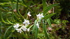 Native orchid (Earina autumnalis)