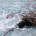 Driftwood and cloudy waters of Hopkins River