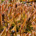 Carpet of carnivorous plants sundew