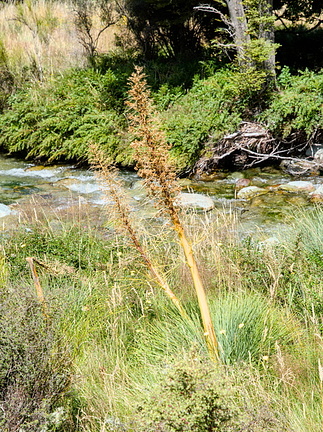 Spanish speargrass (Aciphylla glaucescens)