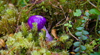 Purple webcap fungi